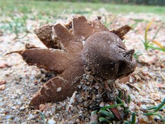 Geastrum campestre