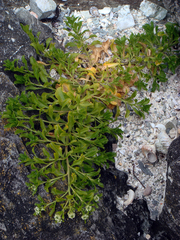 Lepidium rekohuense