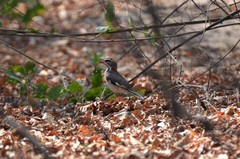 Cercotrichas quadrivirgata