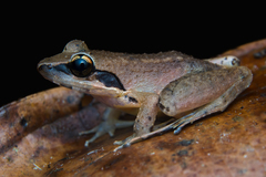 Limnonectes paramacrodon