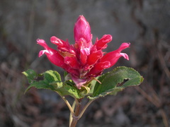 Salvia wagneriana