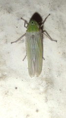 Cicadellidae
