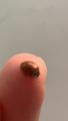 Adalia decempunctata