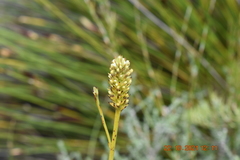 Thesium spicatum