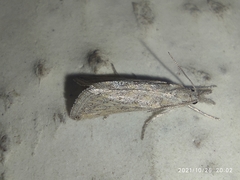 Crambidae