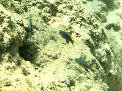 Pycnochromis vanderbilti