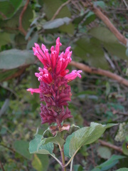 Salvia wagneriana