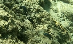 Pycnochromis vanderbilti