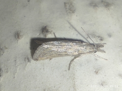 Crambidae