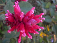 Salvia wagneriana