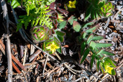 Gnidia humilis