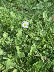 Bellis perennis