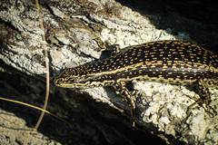 Oligosoma grande