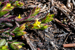 Gnidia humilis