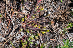Gnidia humilis