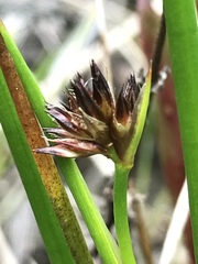 Juncus phaeocephalus
