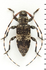 Leiopus linnei