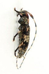Leiopus linnei