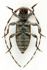 Leiopus linnei