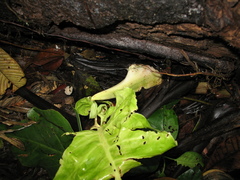 Philodendron cataniapoense