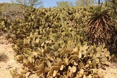Opuntia microdasys