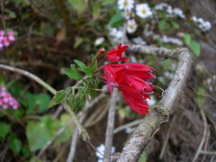Lopezia grandiflora