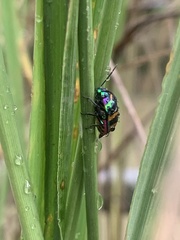 Chrysocoris fascialis