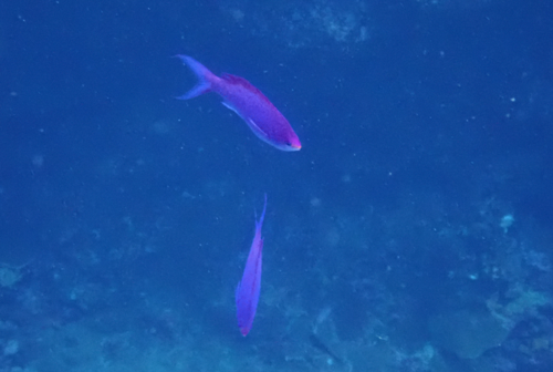 Amethyst Anthias