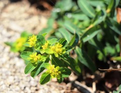 Euphorbia epithymoides