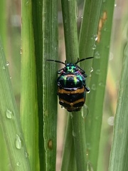 Chrysocoris fascialis