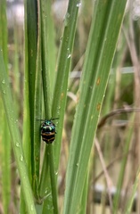 Chrysocoris fascialis