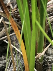 Juncus phaeocephalus