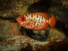 Heteropriacanthus fulgens