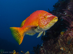 Bodianus scrofa
