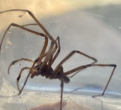 Corasoides occidentalis