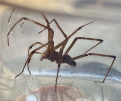 Corasoides occidentalis