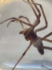 Corasoides occidentalis