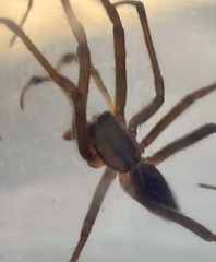 Corasoides occidentalis