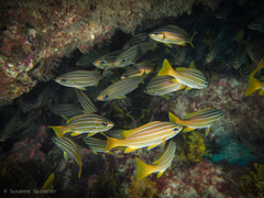 Parapristipoma octolineatum