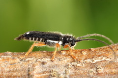 Menesia bipunctata