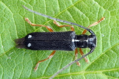 Menesia bipunctata