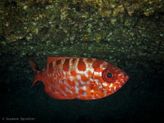 Heteropriacanthus fulgens