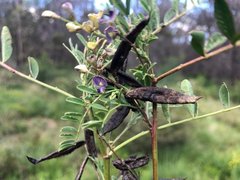 Swainsona luteola