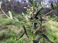 Swainsona luteola