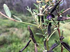 Swainsona luteola