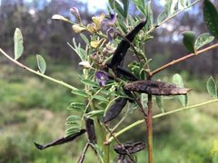 Swainsona luteola