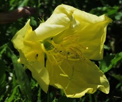 Oenothera triloba