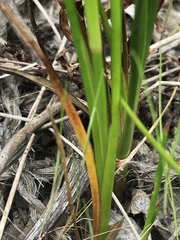 Juncus phaeocephalus