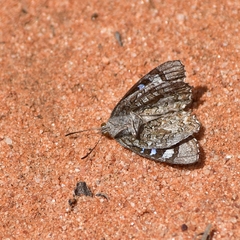Ogyris subterrestris