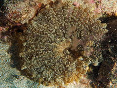 Actinostella flosculifera